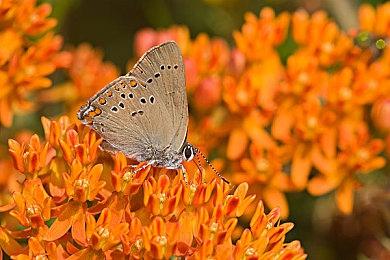 KK官方对战平台S5赛季开启，万元现金带你来拿！