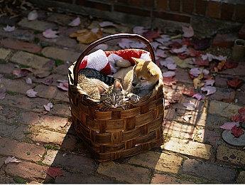 Neowiz PC游戏 “Age of Solitaire”，Steam全球正式上市